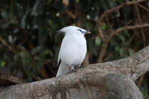 bali myna or white starling standing on twig tree photo