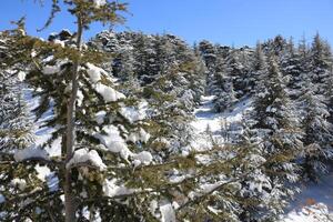 Cedar trees covered with snow in northern Lebanon with blue sky photo