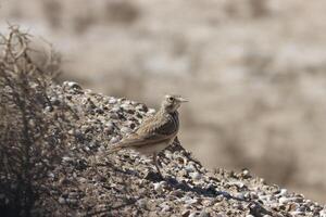 crested lark standing on ground photo