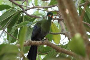 purple crested turaco standing on twig of tree photo