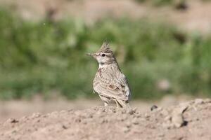 crested lark standing on ground photo