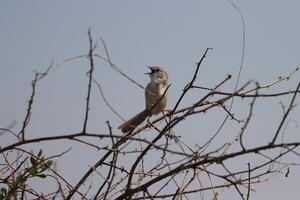 song sparrow standing on twig tree photo