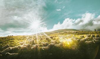 Flock of sheep in a countryside of Georgia surrounded by scenic landscape. Flock of sheep go to low lands for winter in mountains region photo