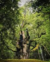 Oldest lithuanian oak tree Stelmuze in north of Lithuania. Two thousand years old tree surrounded by fence and wooden support to its branches photo