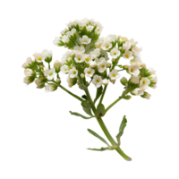 Common baby's-breath plant on Transparent Background png