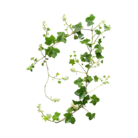 Beautiful Ivy vines on Transparent Background png