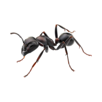 hormiga en transparente antecedentes png