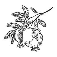 Branch with pomegranate leaves and fruits. botanical black and white illustration, hand drawn in linocut style on isolated background. Drawing for food and cosmetics packaging design, packaging vector
