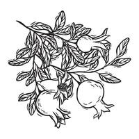 A pomegranate grows on a branch with a flower. botanical black and white illustration, hand drawn in linocut style on isolated background. Drawing for design of food and cosmetics packaging vector