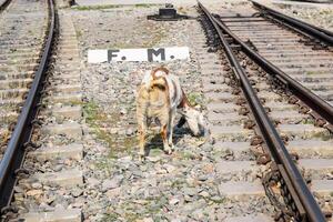 View of train Railway Tracks from the middle during daytime at Kathgodam railway station in India, Train railway track view, Indian Railway junction, Heavy industry photo