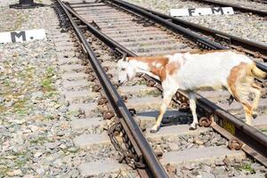 View of train Railway Tracks from the middle during daytime at Kathgodam railway station in India, Train railway track view, Indian Railway junction, Heavy industry photo