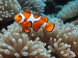 Clownfish images stock photo