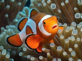 Clownfish images stock photo