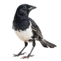 Sparrow Songs Tales from the Avian World png
