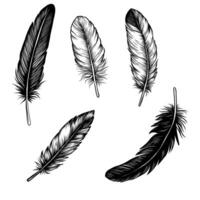 Black fluffy feather collection. Hand drawn elegant quill feathers isolated on background. Monochrome ink sketch bird plume set vector