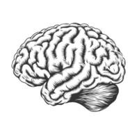 Human brain in profile. Schematic vintage sketch engraving illustration. Monochrome Black and white hand drawn image isolated on white background. Woodcut, etching imitation. vector