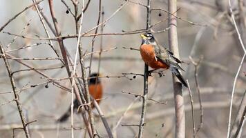 Harmonious Avian Duo Perched on Tree Branch photo