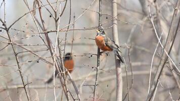 Majestic Avian Duet Atop Maple Branch photo