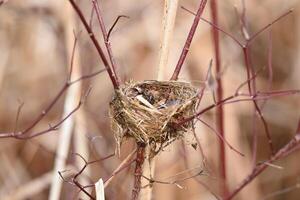 Majestic Bird Nest Perched Atop Tree Branch photo