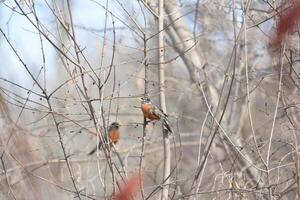 Feathered Harmony. Pair of Birds Perched on Tree Branch photo