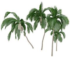 3d rendering three beach palm trees photo