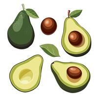 Set of fresh whole and half cut seedless green avocado and seed separately. Isolated on white background. Side view. food illustration in flat style for design of card, banner, poster for party vector