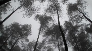 Misty pine forest in grayscale, tree silhouettes reaching skyward on a foggy day, creating a serene and mysterious atmosphere, vertical perspective, perfect for nature and tranquility themed imagery photo