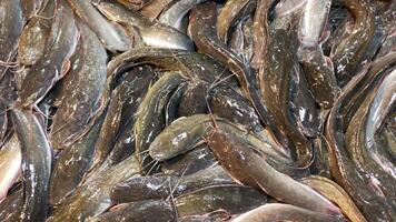 Close up of fresh catfish with glossy skins at a bustling fish market highlighting the texture and details of the aquatic creatures against a vibrant and dynamic background photo