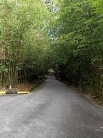 Serene Bamboo Forest Pathway with Lush Green Foliage in Tranquil Nature Park, Capturing Peaceful Road Surrounded by Dense Bamboo Trees on Overcast Day photo