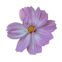 A single pink flower with white petals The flower is the main focus of the image. The flower is in full bloom and has a delicate appearance. The image has a serene and peaceful mood. photo