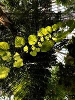Green Forest. Fairy Forest. Trees pattern. Camera movement inside the forest. Wonderful green forest in summer. photo