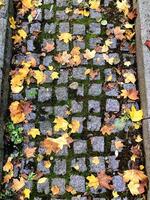 autumn leaves on old tiles. Autumn yellow leaves lie on the pavement on the footpath during the autumn rain. photo