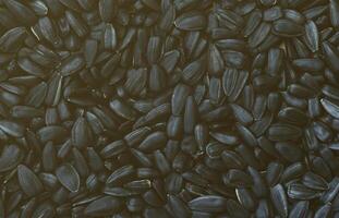 A pattern of many unprocessed fried sunflower seeds in a black shell. photo