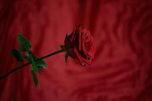 A red rose on a red background. A symbol of passion and love. No extra colors. Background photo