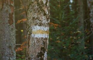 Walking trail background. Yellow and white forest path on brown tree trunk. Guide sign made with paint on hiking trail. Symbol points right way to go photo