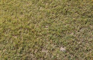 Field of fresh green grass texture as background top view photo