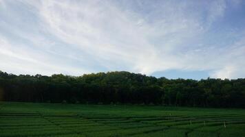 terraced rice fields in the mountains photo