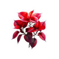 Vibrant Red Poinsettia Plant png