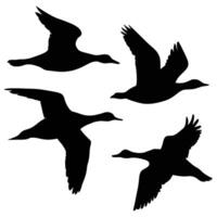 set of flying and landing wild ducks Silhouettes set vector