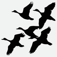 set of flying and landing wild ducks Silhouettes set vector