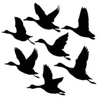 set of flying and landing wild ducks Silhouettes set vector