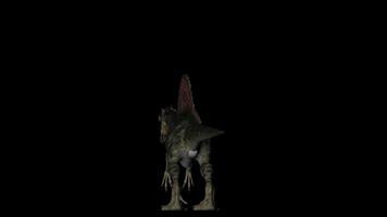 Spinosaurus Dinosaur in Rotation on Black Background video