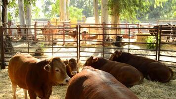 Cattle, oxen, calves or bulls in a barn with straw in a cattle fair video