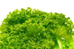 Green lettuce in white background photo