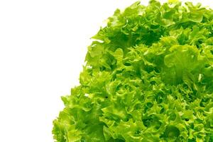 Green lettuce in white background photo