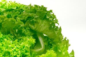 Green lettuce in white background photo