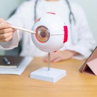 Doctor with human Eye anatomy model with magnifying glass. Eye disease, Refractive Errors, Age Related Macular Degeneration, Cataract, Diabetic Retinopathy, Glaucoma, Amblyopia, Strabismus and Health photo