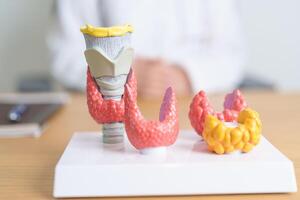 Doctor with human Thyroid anatomy model. Hyperthyroidism, Hypothyroidism, Hashimoto Thyroiditis, Thyroid Tumor and Cancer, Postpartum, Papillary Carcinoma and Health concept photo