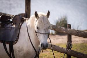 white camargue horse in the ranch photo