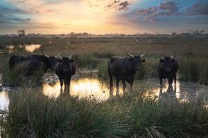 bulls in the Camargue area photo